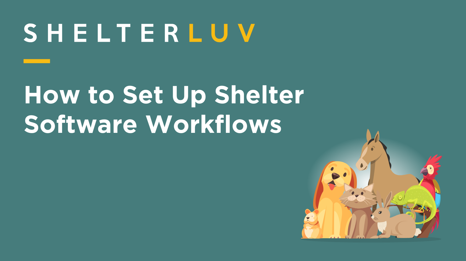 How to Set Up Shelter Software Workflows